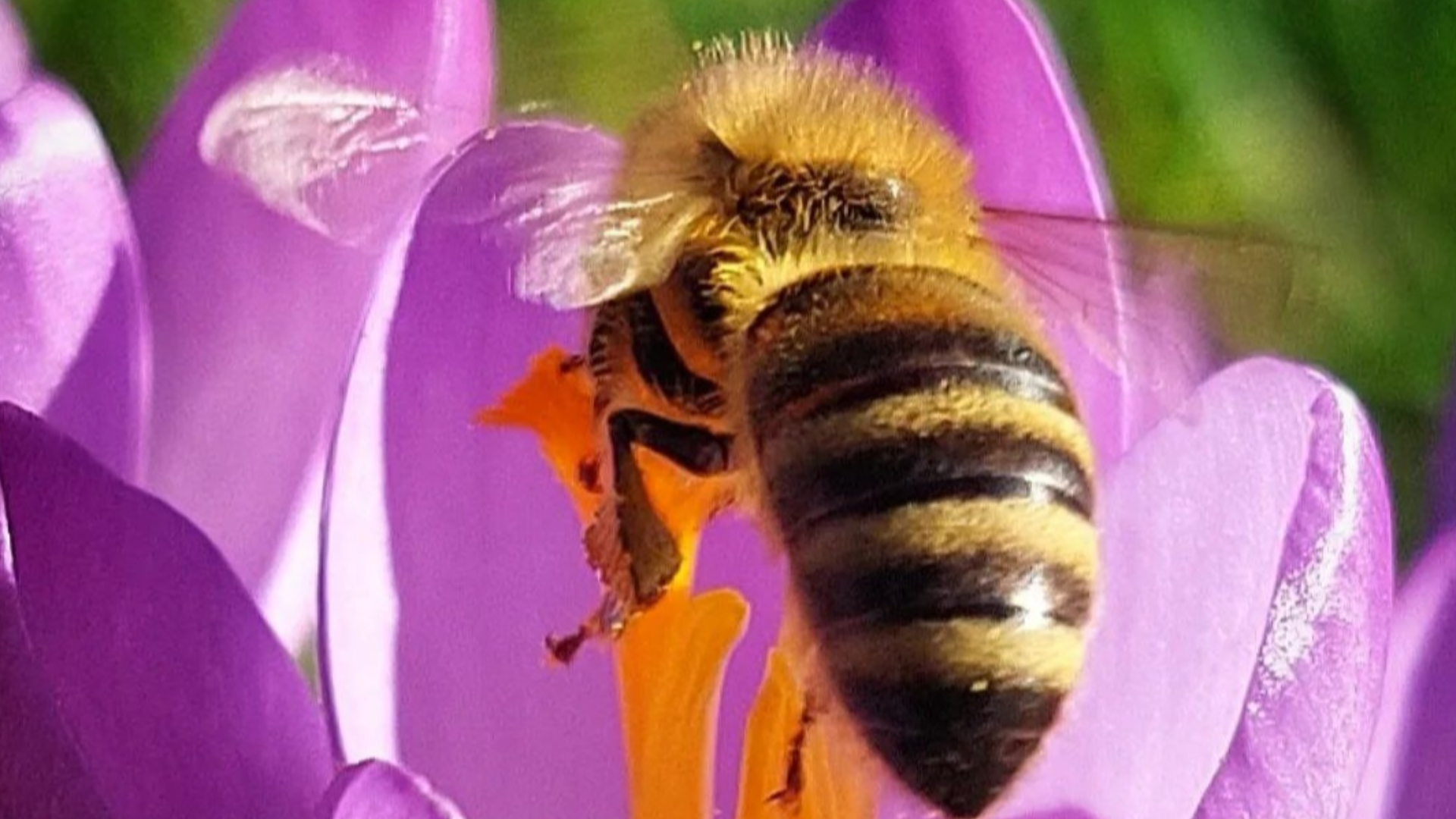Kurtscheid - hier sind nicht nur die Bienen fleiig